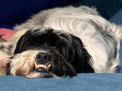 Cachorro raça SRD-ViraLata idade 5 anos nome Dentinho