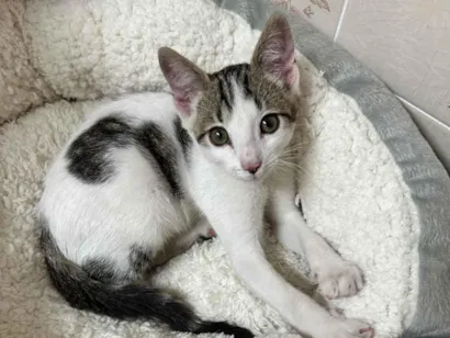 Gato raça SRD-ViraLata idade 2 a 6 meses nome Beth