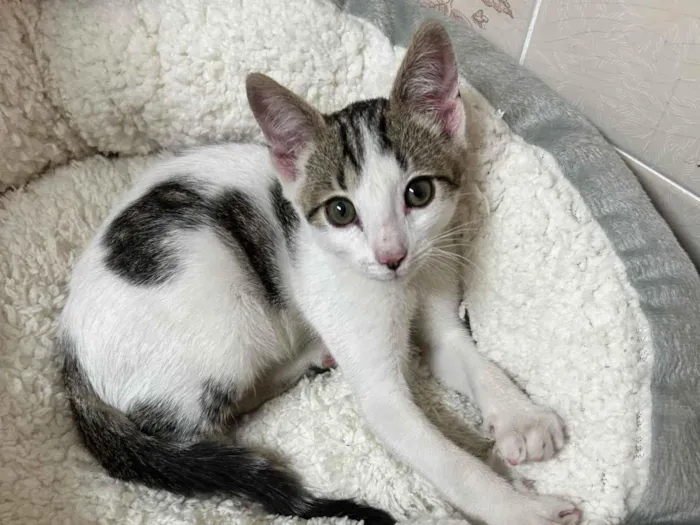 Gato ra a SRD-ViraLata idade 2 a 6 meses nome Beth