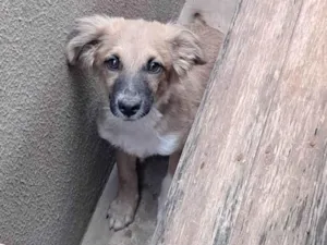 Cachorro raça SRD-ViraLata idade 2 a 6 meses nome Luffy