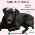 Majú