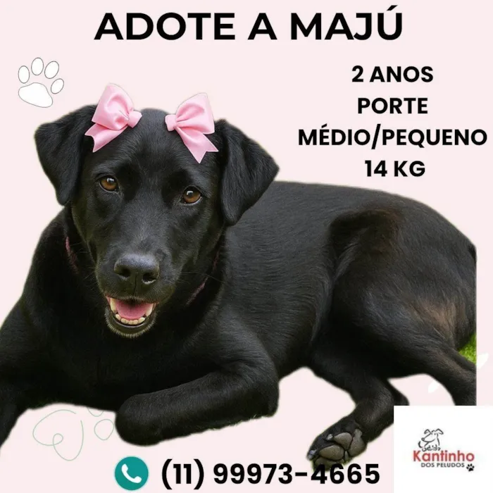 Cachorro ra a SRD-ViraLata idade 2 anos nome Majú