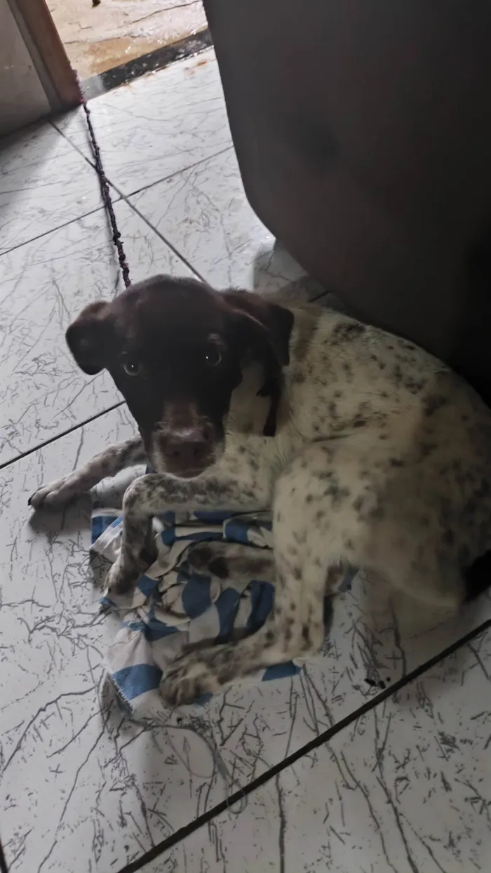 Cachorro ra a SRD-ViraLata idade 2 a 6 meses nome Crystal