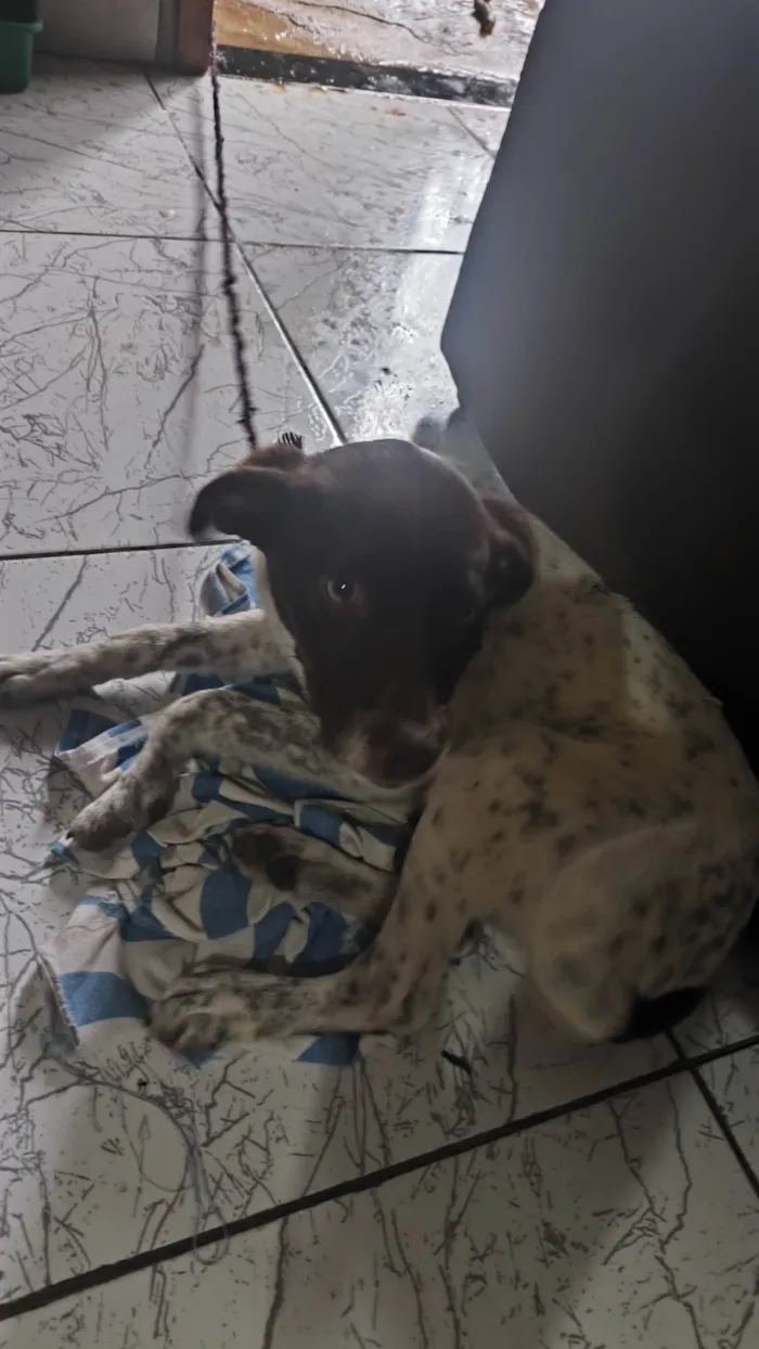Cachorro ra a SRD-ViraLata idade 2 a 6 meses nome Crystal