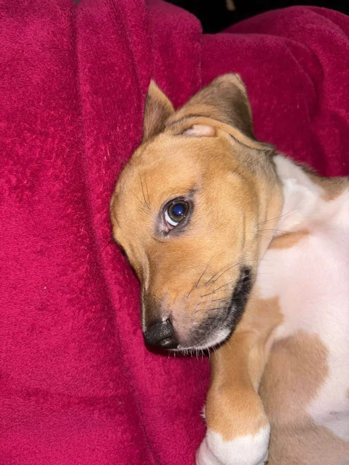 Cachorro ra a SRD-ViraLata idade 2 a 6 meses nome Teddy