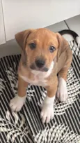Teddy