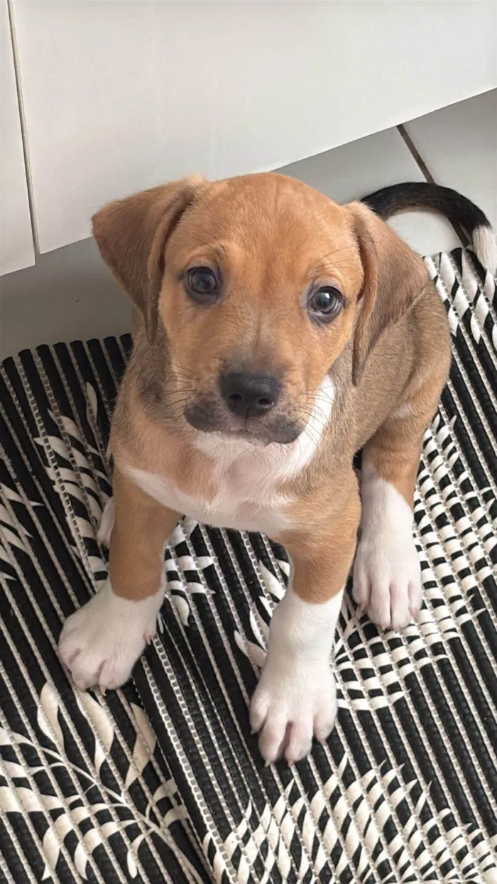 Cachorro ra a SRD-ViraLata idade 2 a 6 meses nome Teddy