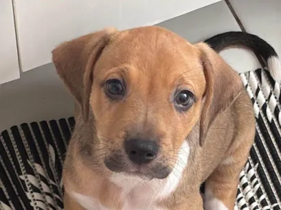 Cachorro raça SRD-ViraLata idade 2 a 6 meses nome Teddy