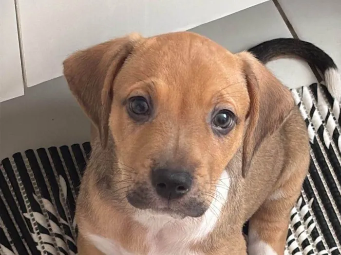 Cachorro ra a SRD-ViraLata idade 2 a 6 meses nome Teddy