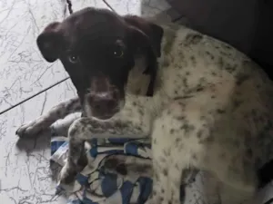 Cachorro raça SRD-ViraLata idade 2 a 6 meses nome Crystal