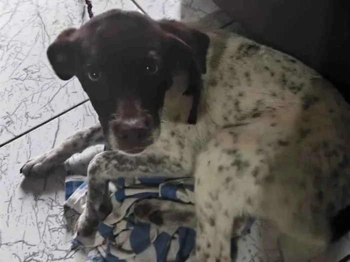 Cachorro ra a SRD-ViraLata idade 2 a 6 meses nome Crystal