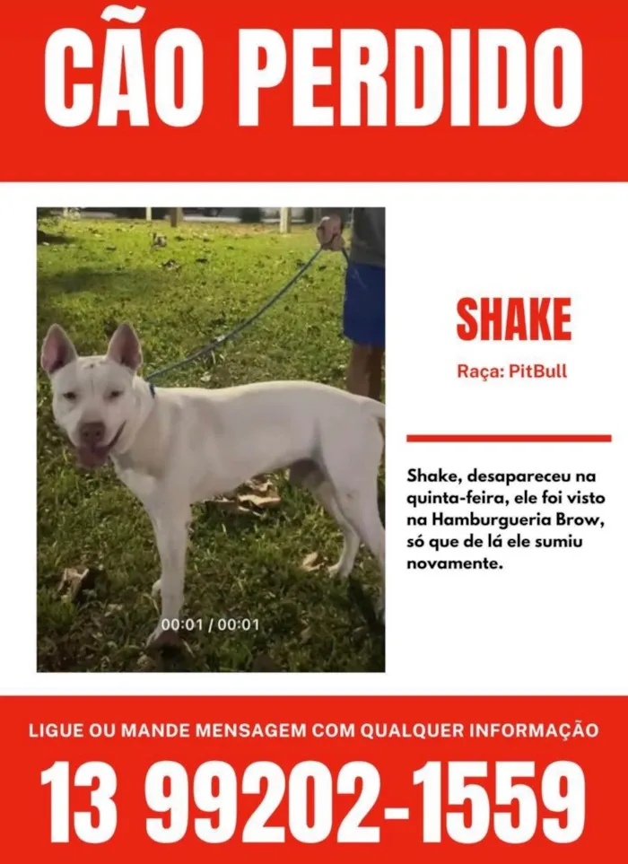 Cachorro ra a Pit-Bull idade 2 anos nome Shake