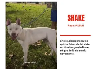 Cachorro raça Pit-Bull idade 2 anos nome Shake