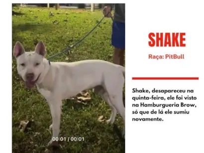 Cachorro raça Pit-Bull idade 2 anos nome Shake
