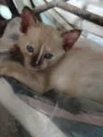 Miala