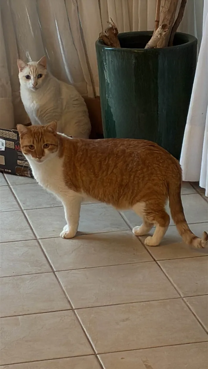 Gato ra a SRD-ViraLata idade 2 a 6 meses nome MUFFIN E HIGHT