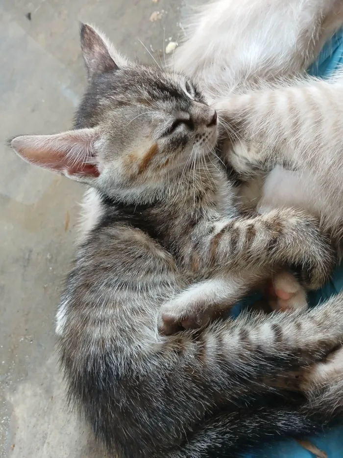 Gato ra a Persa idade 2 a 6 meses nome Brian