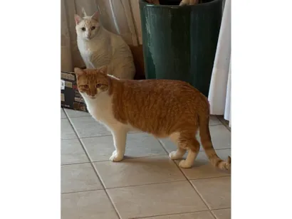 Gato raça SRD-ViraLata idade 2 a 6 meses nome MUFFIN E HIGHT