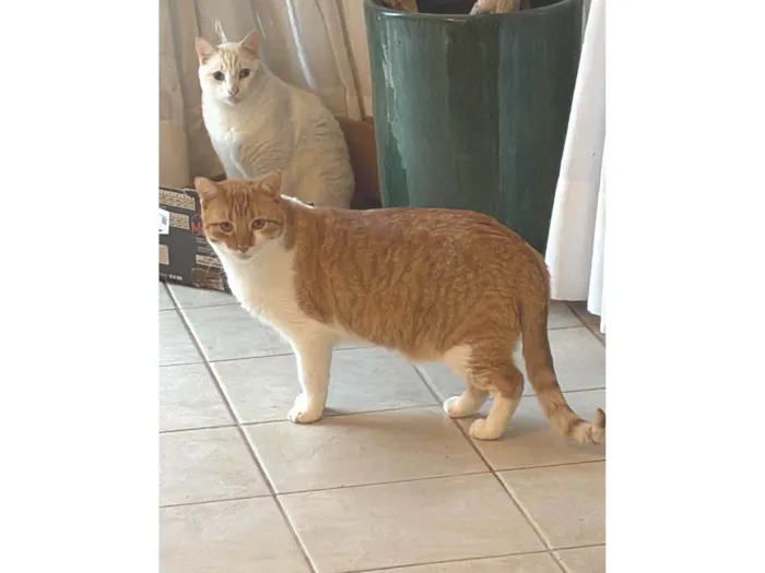 Gato ra a SRD-ViraLata idade 2 a 6 meses nome MUFFIN E HIGHT