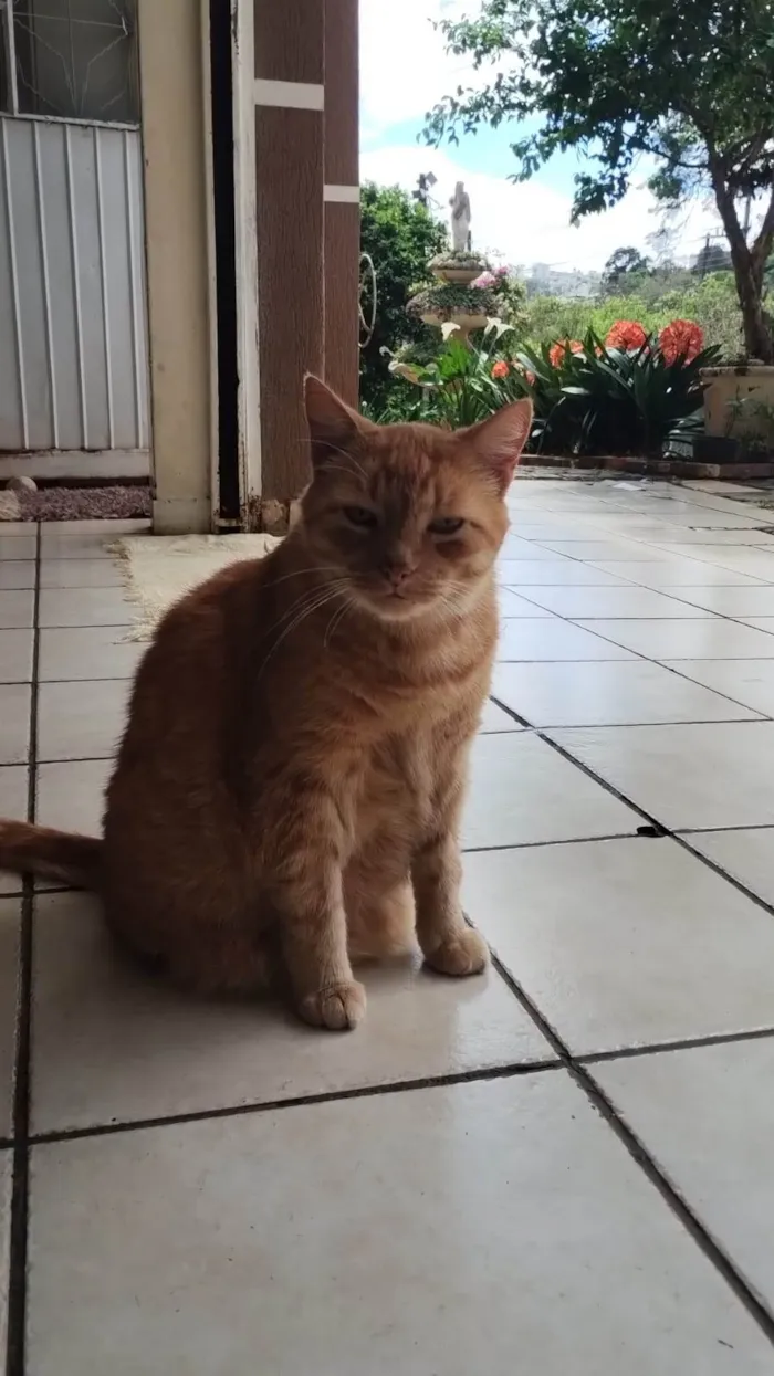Gato ra a SRD-ViraLata idade 6 ou mais anos nome Bobby