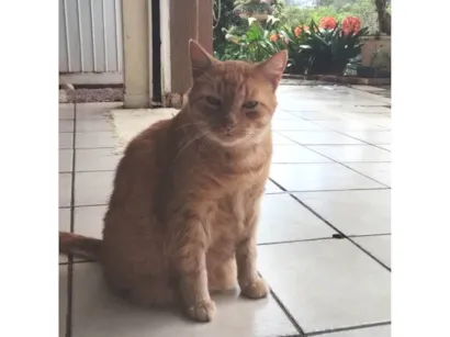 Gato raça SRD-ViraLata idade 6 ou mais anos nome Bobby