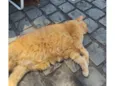 Bobby