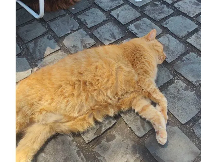 Gato ra a SRD-ViraLata idade 6 ou mais anos nome Bobby