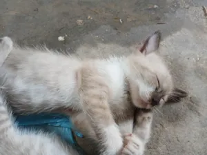 Gato raça Siamês idade 2 a 6 meses nome Louis