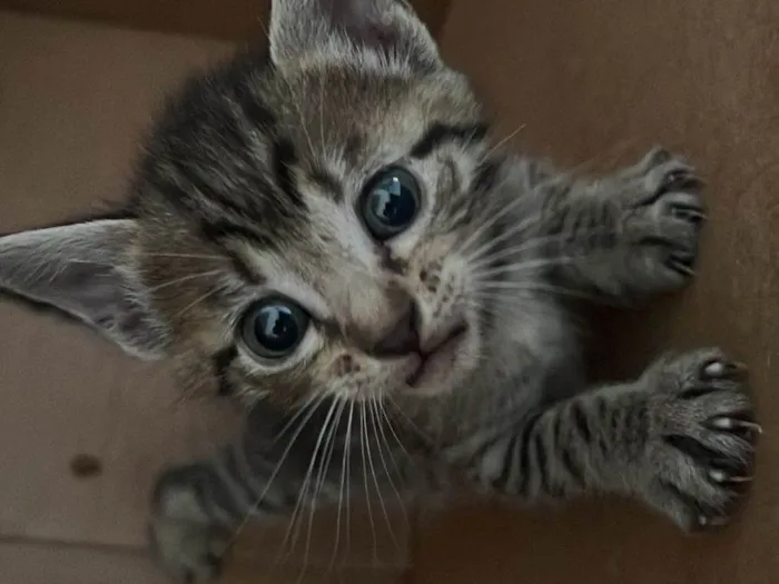 Gato ra a SRD-ViraLata idade Abaixo de 2 meses nome Nome a sua escolha