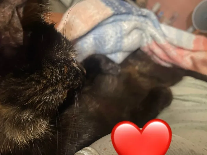 Gato ra a SRD-ViraLata idade 7 a 11 meses nome Neguinha