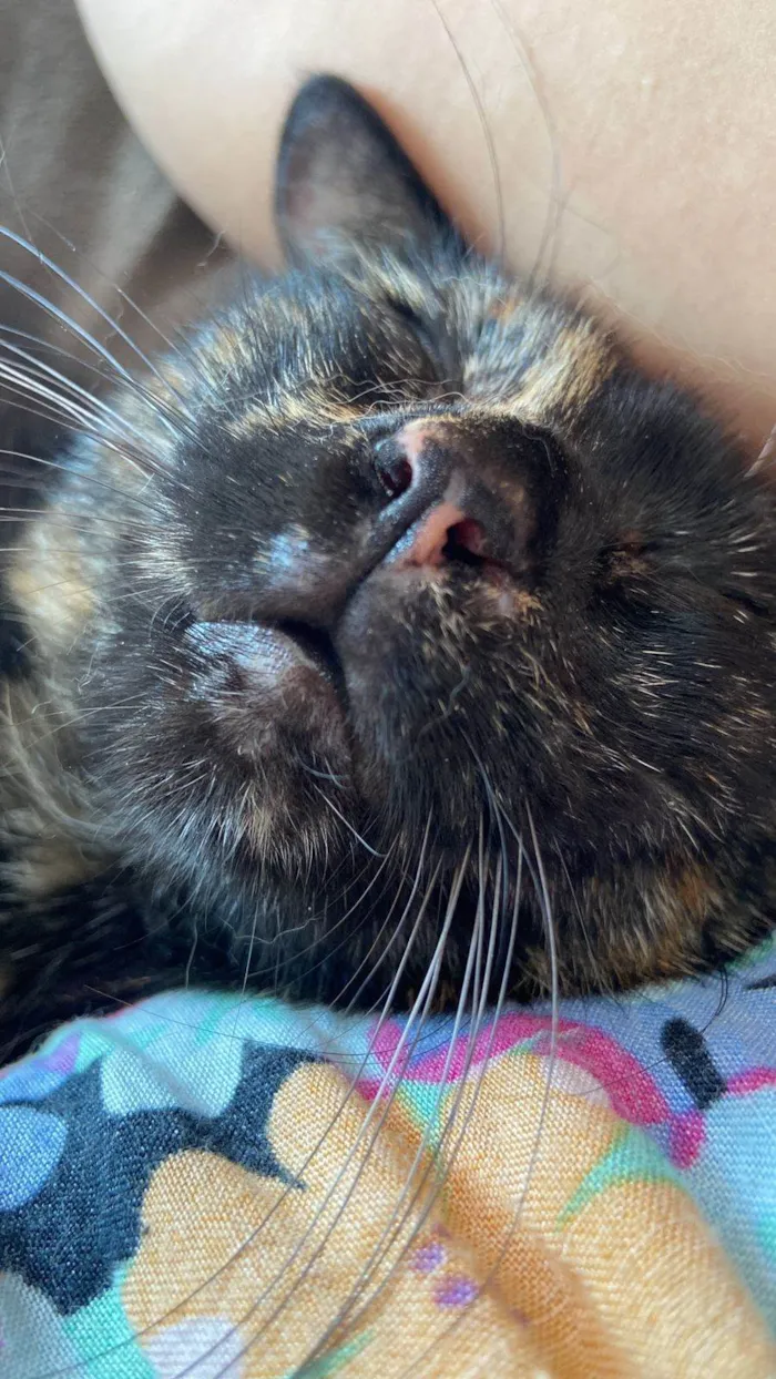 Gato ra a SRD-ViraLata idade 7 a 11 meses nome Neguinha