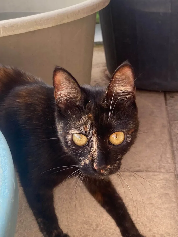 Gato ra a SRD-ViraLata idade 7 a 11 meses nome Neguinha