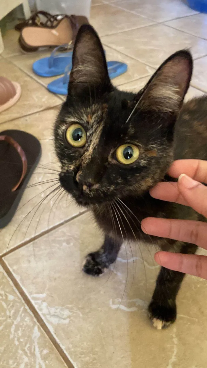 Gato ra a SRD-ViraLata idade 7 a 11 meses nome Neguinha