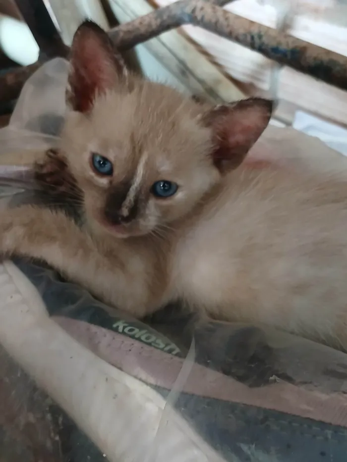 Gato ra a Siamês idade 2 a 6 meses nome Bella Hadid(mãe), Miala, Dominic, Louis e Brian
