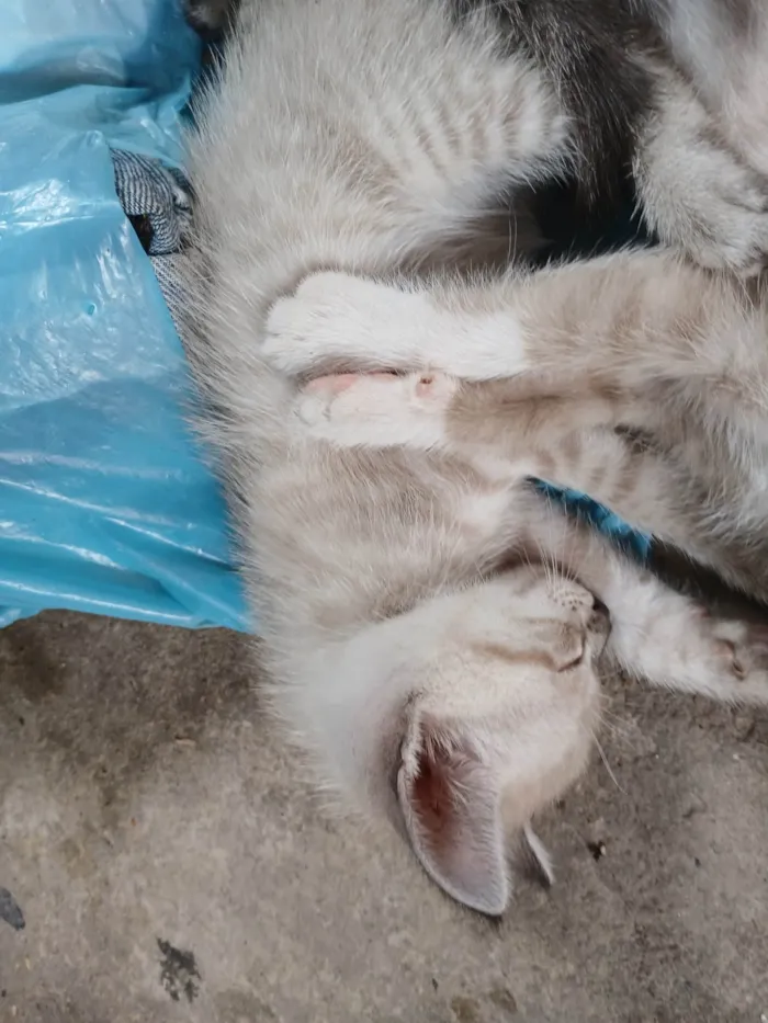Gato ra a Siamês idade 2 a 6 meses nome Bella Hadid(mãe), Miala, Dominic, Louis e Brian