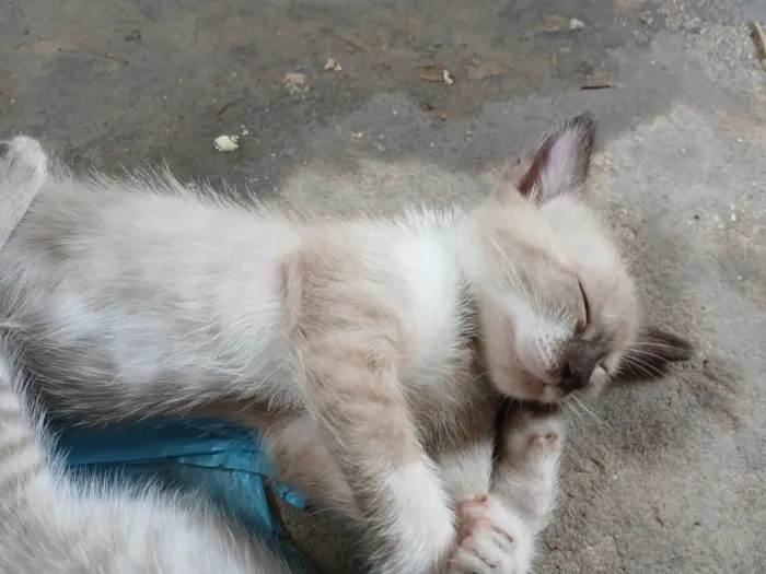 Gato ra a Siamês idade 2 a 6 meses nome Bella Hadid(mãe), Miala, Dominic, Louis e Brian