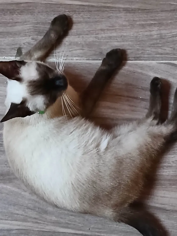 Gato ra a Siamês idade 2 a 6 meses nome Bella Hadid(mãe), Miala, Dominic, Louis e Brian