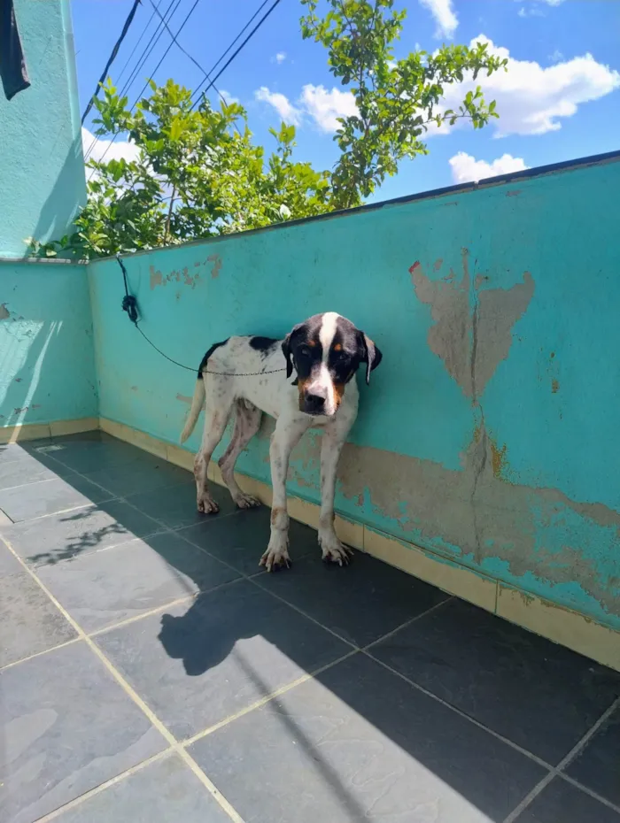 Cachorro ra a Yorkshire idade 7 a 11 meses nome Faísca