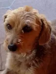 Talita