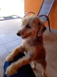 Talita