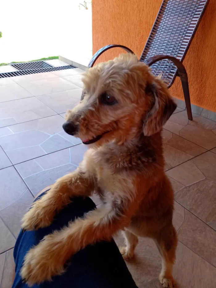 Cachorro ra a SRD-ViraLata idade 6 ou mais anos nome Talita