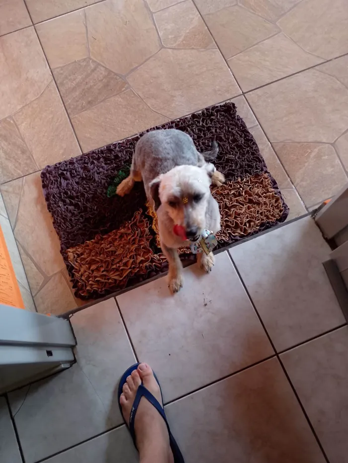 Cachorro ra a SRD-ViraLata idade 6 ou mais anos nome Talita