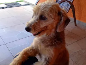 Cachorro raça SRD-ViraLata idade 6 ou mais anos nome Talita 