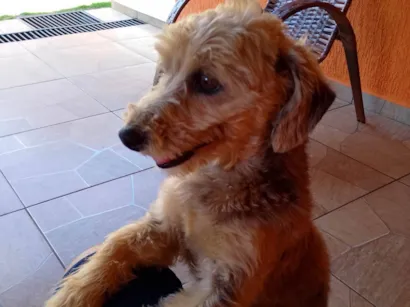 Cachorro raça SRD-ViraLata idade 6 ou mais anos nome Talita