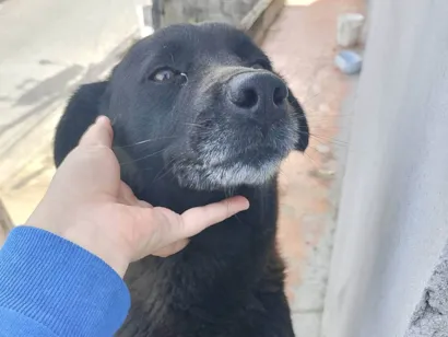 Cachorro raça SRD-ViraLata idade 5 anos nome Meg