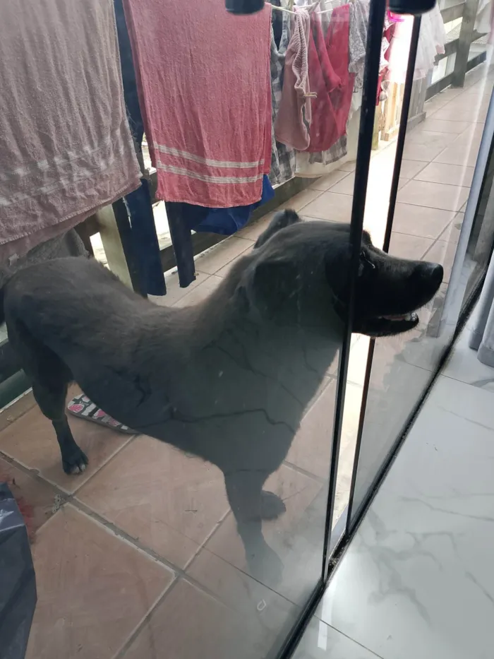 Cachorro ra a SRD-ViraLata idade 5 anos nome Meg