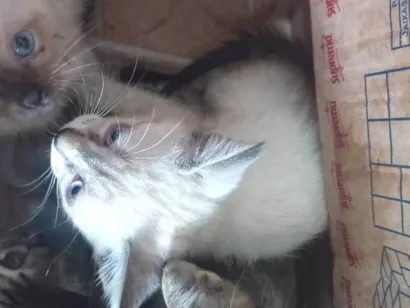 Gato raça SRD-ViraLata idade Abaixo de 2 meses nome Vocês escolhem 