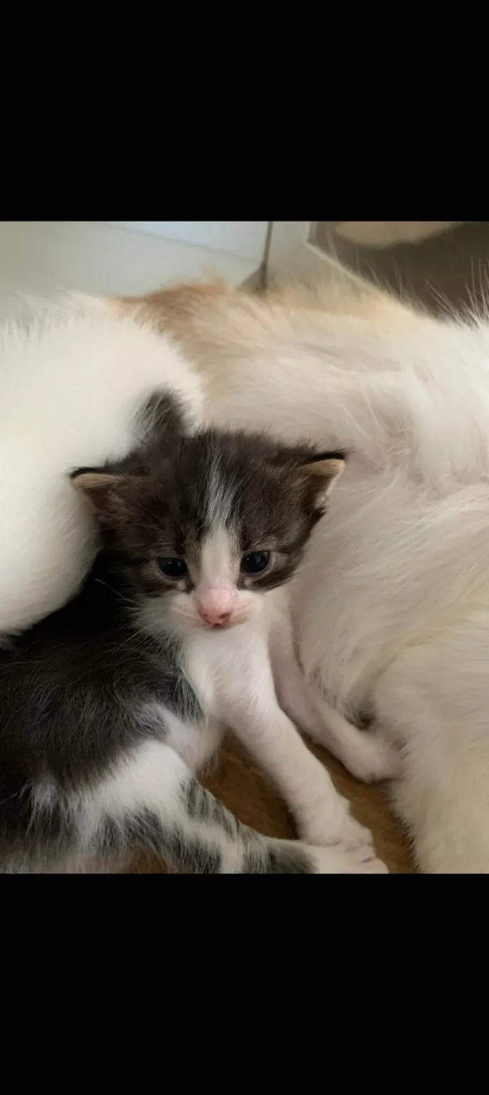 Gato ra a SRD-ViraLata idade Abaixo de 2 meses nome pitica