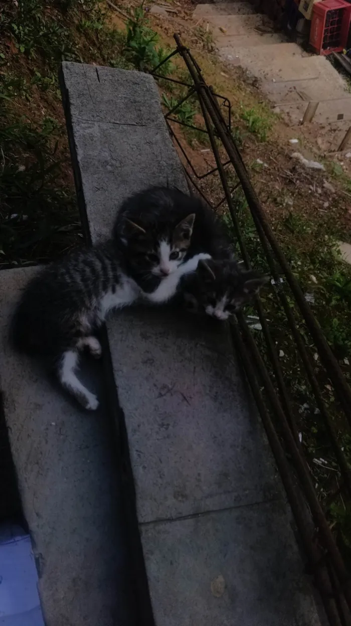 Gato ra a SRD-ViraLata idade Abaixo de 2 meses nome Sem nome