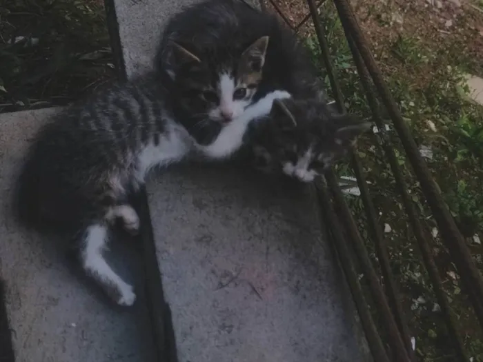 Gato ra a SRD-ViraLata idade Abaixo de 2 meses nome Sem nome